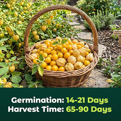 750 Heirloom Aunt Molly Ground Cherry Seeds for Planting – Sweet Husk Cherry, Pineapple-Like Flavor, High Germination, Ideal for Home Garden & Container