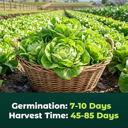 Buttercrunch Lettuce Seeds – 2500 Heirloom Seeds for Planting, Butter Lettuce Seeds for Indoor Outdoor Hydroponic Home Garden