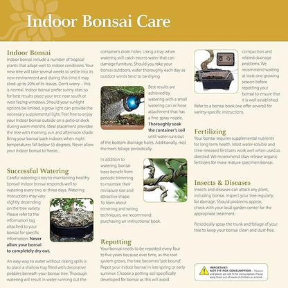 Brussel's Bonsai - Live Golden Gate Ficus Bonsai Tree Kit with Ceramic Bonsai Pot & Bonsai Soil, Indoor Bonsai Plant Starter Kit, Easy Care Houseplant for Home or Office (Small)
