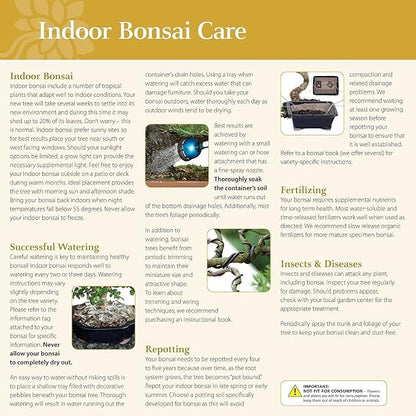 Brussel's Bonsai - Live Dwarf Jade Bonsai Tree Kit with Ceramic Bonsai Pot & Bonsai Soil, Indoor Bonsai Plant Starter Kit, Easy Care Houseplant for Home or Office (Small)