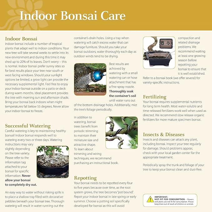 Brussel's Bonsai - Live Golden Gate Ficus Bonsai Tree Kit with Ceramic Bonsai Pot & Bonsai Soil, Indoor Bonsai Plant Starter Kit, Easy Care Houseplant for Home or Office (Medium)