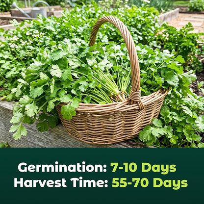 600 Cilantro Seeds for Planting Indoors & Outdoors - Premium Non-GMO Slow Bolt Coriander Seeds, High Germination Herb Seeds for Home Garden