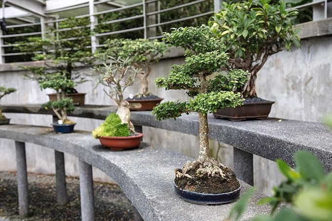 Bonsai Tree Bundle | Collection of 5 Live Tree Seedlings | The Jonsteen Company