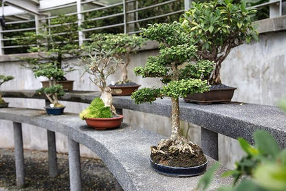 Bonsai Tree Bundle | Collection of 5 Live Tree Seedlings | The Jonsteen Company