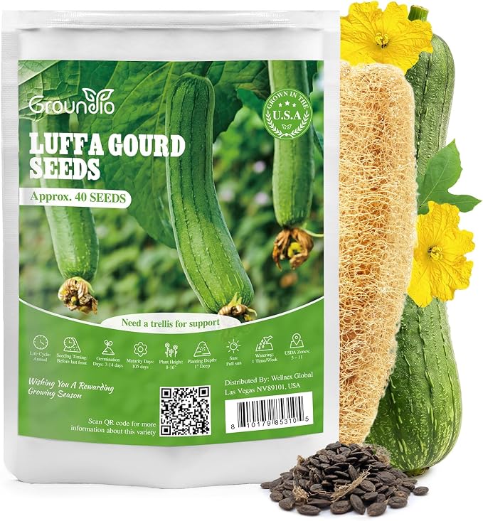 Groundio 40+ Luffa Seeds – Non-GMO Heirloom Loofah Sponge Gourd Seed, Edible & Natural Sponge, Home Garden Outdoor Planting (Luffa aegyptiaca)