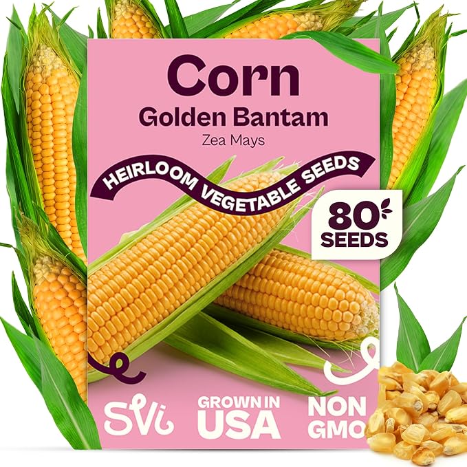 SVI 80 Golden Bantam Sweet Corn Seeds (Zea mays) – Yellow Sweet Corn Seed Packets Non GMO – Fast Growing Heirloom Vegetable Seeds, Outdoor Vegetable Garden & Home Garden