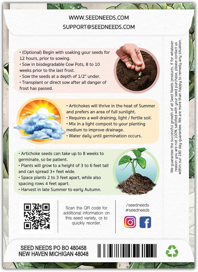 Seed Needs Green Globe Artichoke Seeds to Plant Heirloom & Non-GMO 5 Packs