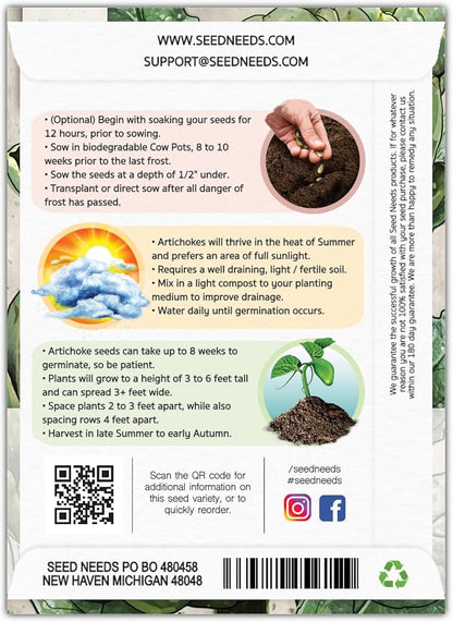 Seed Needs Green Globe Artichoke Seeds to Plant Heirloom & Non-GMO 2 Packs