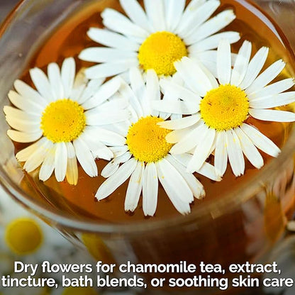 KVITER 2,500 German Chamomile Seeds for Planting (Matricaria Chamomilla/Recutita) – Heirloom & Non-Gmo Medicinal Herb Seeds, Flowers for Remedies & Chamomile Tea Organic – Indoors/Outdoors Herb Garden