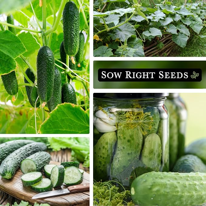 Sow Right Seeds - National Pickling Cucumber Seeds for Planting - Non-GMO Heirloom Packet with Instructions to Plant and Grow a Home Vegetable Garden - Famous Variety for Homemade Pickles (2)