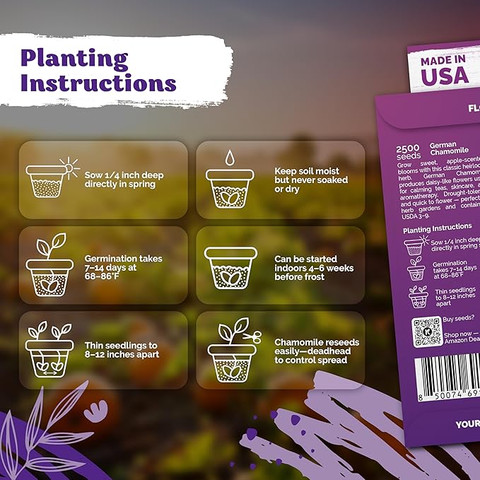 KVITER 2,500 German Chamomile Seeds for Planting (Matricaria Chamomilla/Recutita) – Heirloom & Non-Gmo Medicinal Herb Seeds, Flowers for Remedies & Chamomile Tea Organic – Indoors/Outdoors Herb Garden