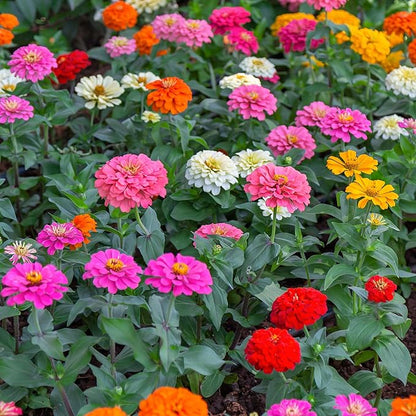 Back to The Roots 100% Organic Heirloom Seeds - Zinnia Pumila Mix Flowers Value Pack (420mg Total)