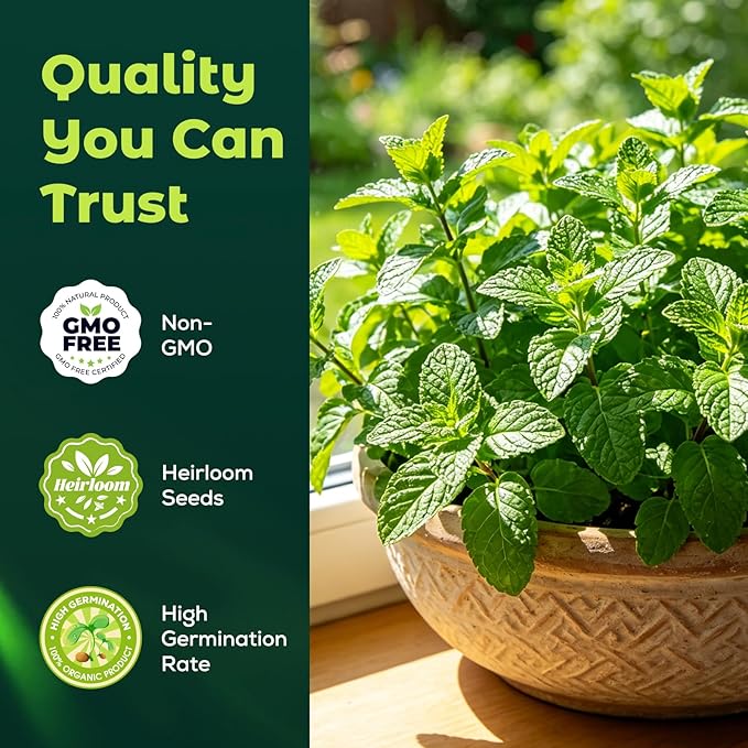 2300 Catnip Seeds for Planting Indoors & Outdoors - Premium Non-GMO Herb Cat Nip Plant Seeds, High Germination Rate - Grow Fresh Cat Grass