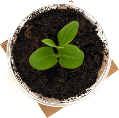 Tree Grow Kit | Easy to use | Educational | Memorial Gift | Plant It for The Planet | Grow Your Own Tree |Wide Selection to Choose from (White Birch)