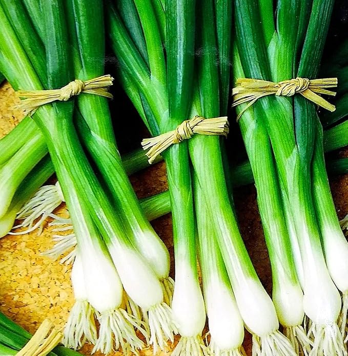 Seeds Japanese Green Onions Tokyo 300+ Seeds for Planting Bunching Onions Perennial