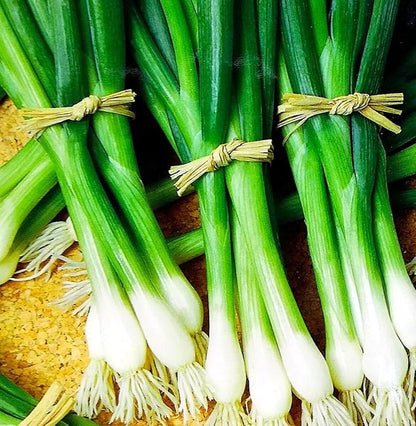 Seeds Japanese Green Onions Tokyo 300+ Seeds for Planting Bunching Onions Perennial