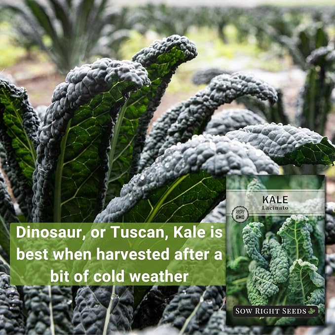 Sow Right Seeds - Lacinato Kale Seed for Planting - Non-GMO Heirloom Packet with Instructions to Plant a Home Vegetable Garden - Very Nutritious Superfood, Grow This Dinosaur Variety (3)