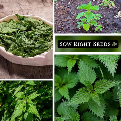 Sow Right Seeds - Stinging Nettle Seeds for Planting - Urtica Dioica - Non-GMO Heirloom Variety - Herb for Medicinal Tea & Salads - Easy to Grow Indoor/Outdoor - Gardening Benefits & More (1)