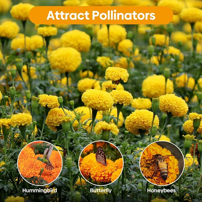 Groundio Marigold Seeds, 1 OZ Over 9500+ Seed, Cracker Jack in Mix Color for Planting Indoor & Outdoor, Attract Pollinators, Non-GMO | Heirloom | USDA Zone 2-11