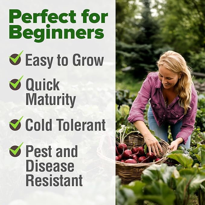 HOME GROWN Detroit Dark Red Beet Seeds 2 Pack(Beta vulgaris) 1000+ Heirloom Seeds with High Germination – Sweet,Nutrient-Rich Beets for Easy Planting in Garden Beds or Containers