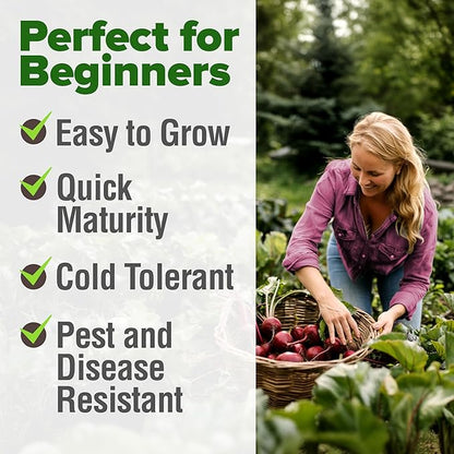 HOME GROWN Detroit Dark Red Beet Seeds 2 Pack(Beta vulgaris) 1000+ Heirloom Seeds with High Germination – Sweet,Nutrient-Rich Beets for Easy Planting in Garden Beds or Containers
