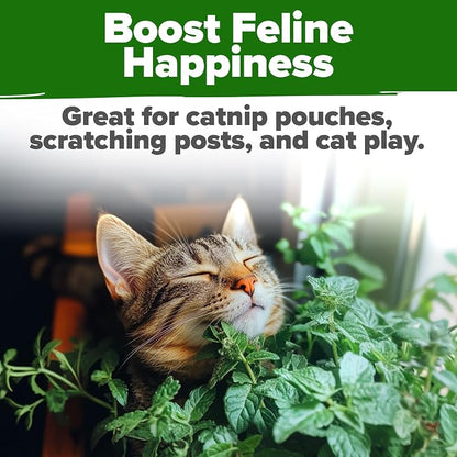 HOME GROWN Non GMO Catnip Seeds (Bulk Pack) Heirloom Herb 2,116 Seeds - Indoor or Outdoor Seed - High-Germination Cat Nip - Cat Safe Plants (Nepeta cataria)