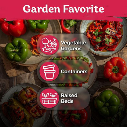 KVITER 150 California Wonder Sweet Pepper Seeds (Capsicum Annuum) - Cal Wonder, Mild Flavor, Heirloom, Non GMO Seed - Vegetable Seeds in Seed Packets for Outdoor Gardens, Containers, Raised Beds