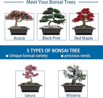 Bonsai Starter Kit, 5 Seeds Growing into Acacia, Wisteria, Sakura, Red Maple and Black Pine, Including Complete Gardening Tools with A Gift Box for Men Women Beginners