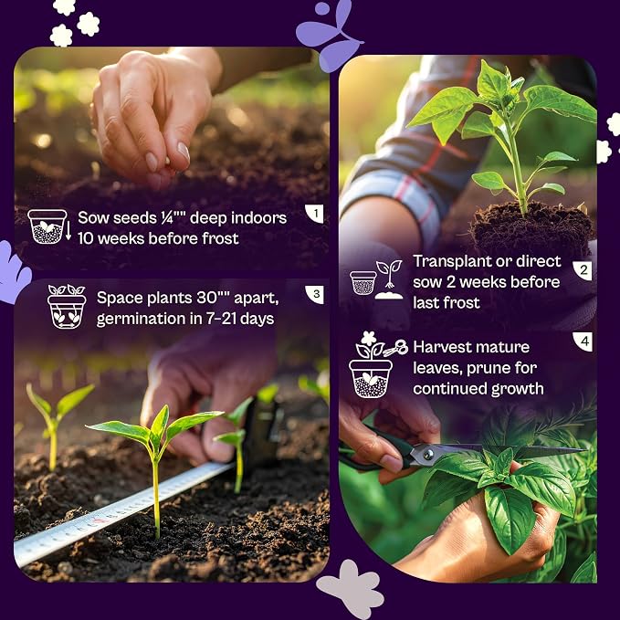SVI 350 Broadleaf Sage Seeds (Salvia officinalis) - Common Sage, Heirloom Aromatic Herbs - Culinary Herb Seeds for Containers, Home, Kitchen Herb Garden