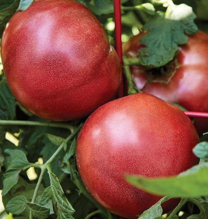 Burpee 'Cherokee Purple' Heirloom , Large, Rich Flavor Slicing Tomato , 50 Non-GMO Seeds