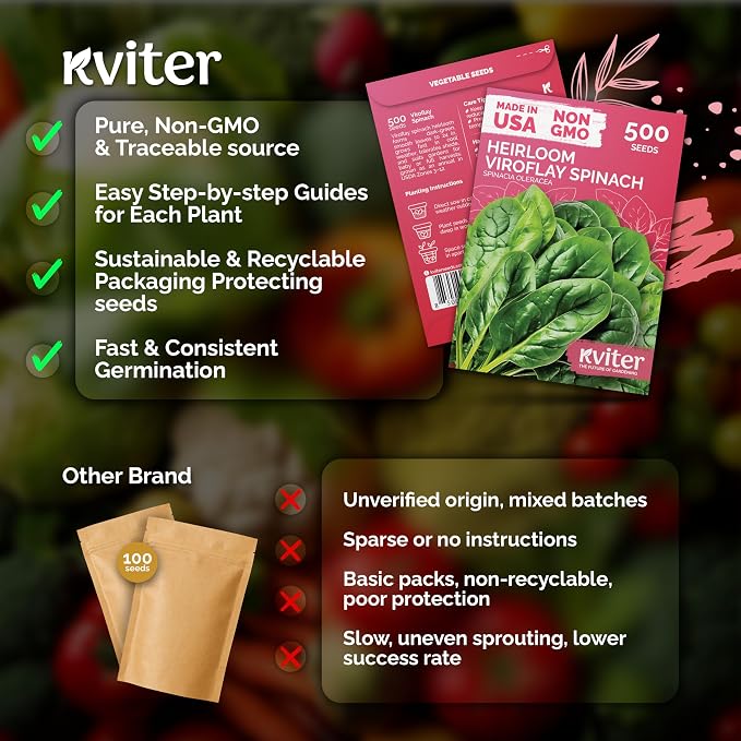 KVITER 500 Viroflay Spinach Seeds (Spinacia Oleracea) - Cold Tolerant Spinach, Fast Growing Heirloom Seed, Non GMO Seed Packets - Vegetable Seeds for Outdoors, Home Garden, Raised Beds