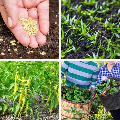 600+ Pepper Seeds, Heirloom Vegetable Seed for Planting Indoor Outdoor, 10 Varieties Hot and Bell Pepper (Capsicum Annuum) Seeds Garden Kit, Non-GMO Home Fresh Food Hydroponic Veggie Supply