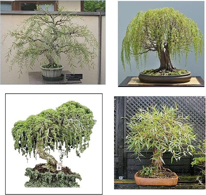 Willow Bonsai Tree Bundle - 4 Types of Exotic Willow to Bonsai - Dragon Claw, Chinese Weeping, Austraulian, Yellow Flame