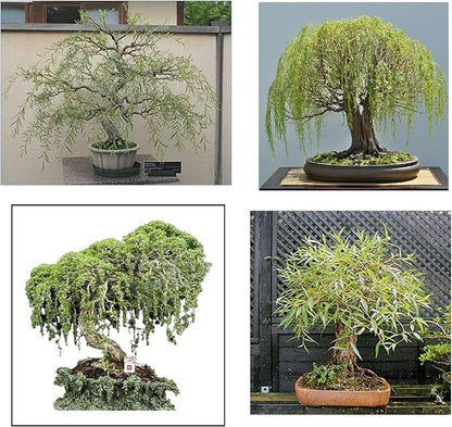 Willow Bonsai Tree Bundle - 4 Types of Exotic Willow to Bonsai - Dragon Claw, Chinese Weeping, Austraulian, Yellow Flame