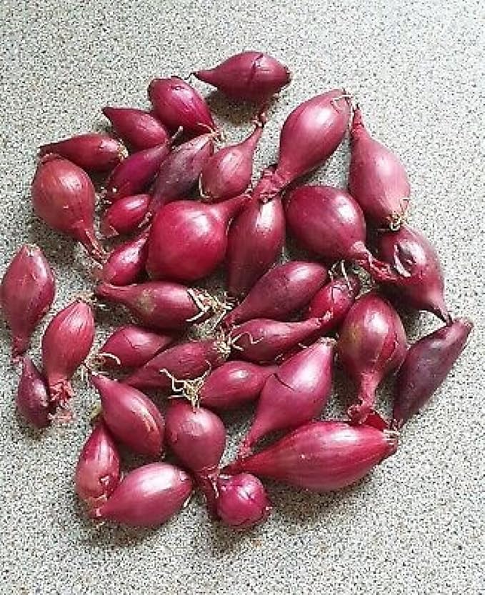 Onion Bulb Sets, Red Onion Sets, 1 Pound, Sold by Weight not by Volume. Onion Bulb Sets to Plant and Grow Onions in Your Home Garden.COOL BEANS n SPROUTS Brand.