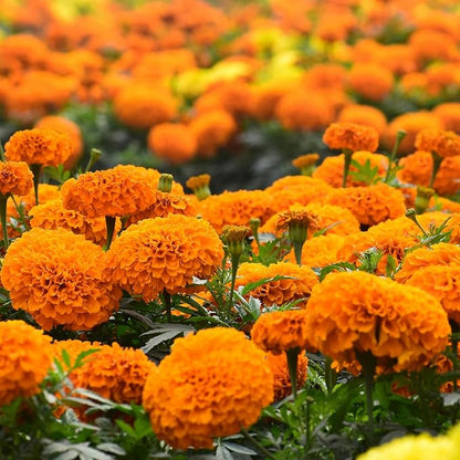 Groundio Marigold Seeds, 1 OZ Over 9500+ Seed, Cracker Jack in Mix Color for Planting Indoor & Outdoor, Attract Pollinators, Non-GMO | Heirloom | USDA Zone 2-11