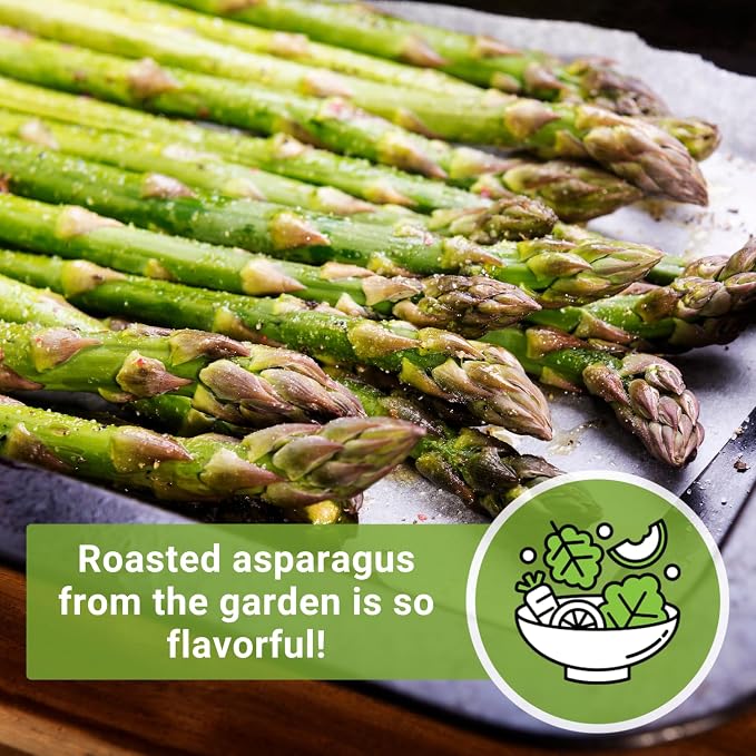 Sow Right Seeds - Mary Washington Asparagus Seed for Planting - Non-GMO Heirloom Packet with Instructions to Plant an Outdoor Home Vegetable Garden - Classic Perennial Stalks with Hearty Flavor (3)