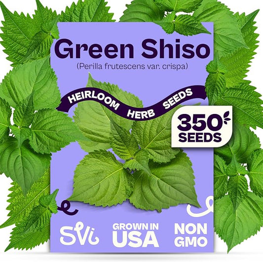 SVI 350 Green Shiso Seeds (Perilla frutescens) – Japanese Shiso Perilla Seed Packets, Aromatic Leaves – Japanese Heirloom Herb Seeds Outdoors & Indoor Herb Garden