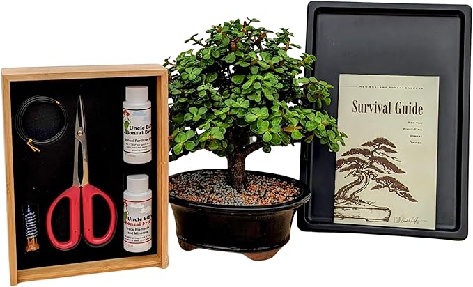 Mini Jade Live Bonsai Tree Set –Dwarf Succulent in a Glazed Pot, Bonsai Starter Kit with Fertilizer, Figurine & Tools, Japanese Humidity Tray with River Rocks
