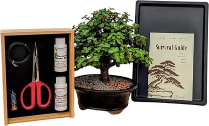 Mini Jade Live Bonsai Tree Set –Dwarf Succulent in a Glazed Pot, Bonsai Starter Kit with Fertilizer, Figurine & Tools, Japanese Humidity Tray with River Rocks