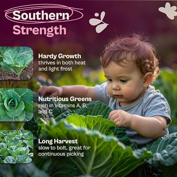 SVI 500 Georgia Southern Collard Green Seeds (Brassica oleracea) – Collard Greens Seed Packets, Heat and Cold Tolerant Collards – Vegetable Seeds for Outdoor Vegetable Garden, Raised Beds