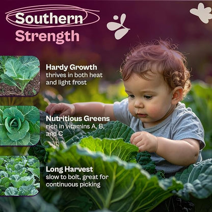 SVI 500 Georgia Southern Collard Green Seeds (Brassica oleracea) – Collard Greens Seed Packets, Heat and Cold Tolerant Collards – Vegetable Seeds for Outdoor Vegetable Garden, Raised Beds
