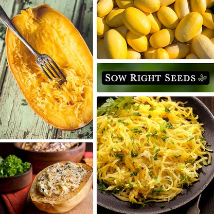 Sow Right Seeds - Spaghetti Squash Seeds for Planting - Non-GMO Heirloom Packet with Instructions to Plant and Grow an Outdoor Home Vegetable Garden - Roast and Enjoy Eating This Favorite Variety (1)