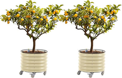 Rolling Metal Citrus Tree Planter, Self-Watering Round Planter Box for Porch Patio & Backyard, Raised Garden Bed with Wheels for Growing Trees Tomatoes Vegetables and Flowers, Twin Pack-Pearl White