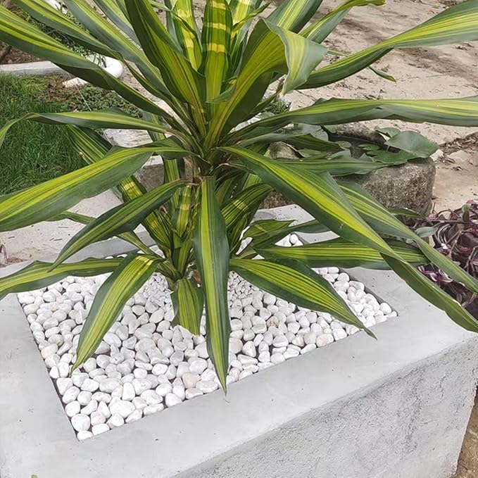 40 lbs White Rocks for Landscaping, 1-2 Inch White Gravel. Decorative Pebbles Stones for Plants, Vases, Craft and Garden
