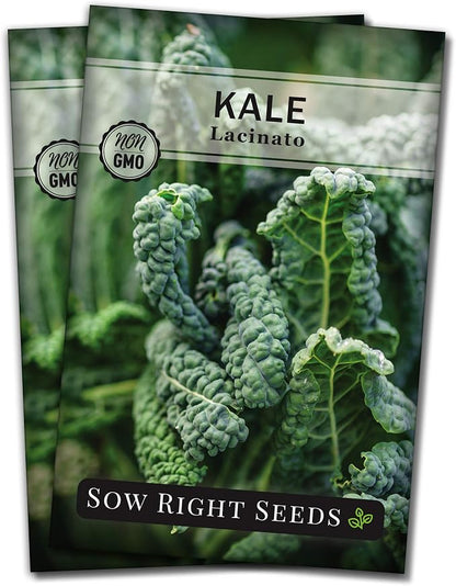 Sow Right Seeds - Lacinato Kale Seed for Planting - Non-GMO Heirloom Packet with Instructions to Plant a Home Vegetable Garden - Very Nutritious Superfood, Grow This Dinosaur Variety (2)