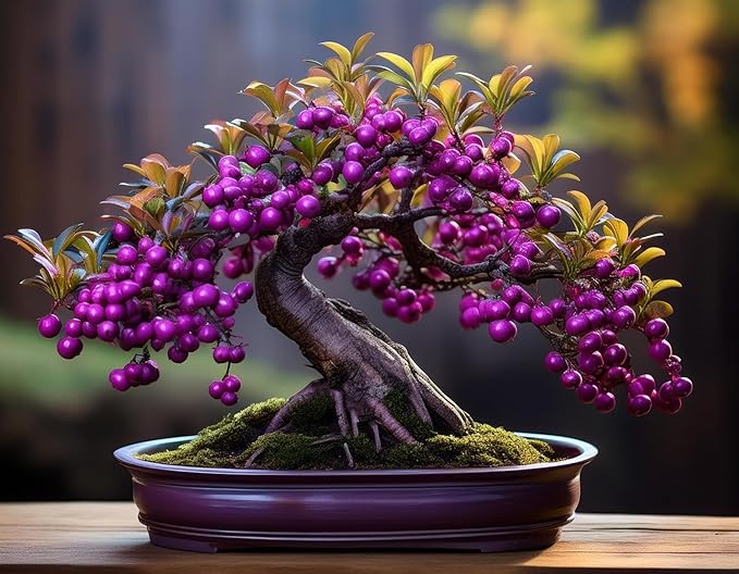 Beautyberry Bonsai Tree Seedling for Planting - 1 Year Old Well Rooted Seedling