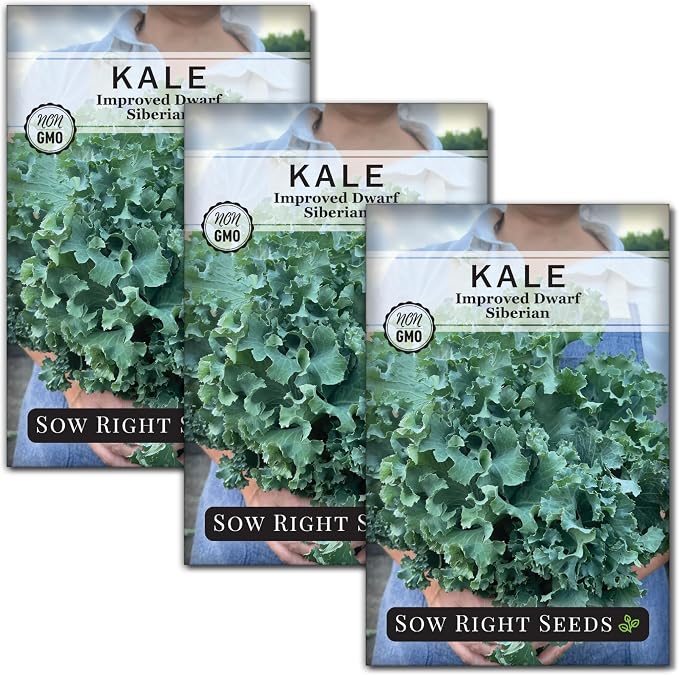 Sow Right Seeds - Dwarf Siberian Improved Kale Seed for Planting - Non-GMO Heirloom Packet with Instructions to Plant a Home Vegetable Garden - Very Nutritious Superfood - Classic Variety (3)