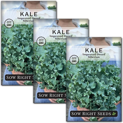 Sow Right Seeds - Dwarf Siberian Improved Kale Seed for Planting - Non-GMO Heirloom Packet with Instructions to Plant a Home Vegetable Garden - Very Nutritious Superfood - Classic Variety (3)