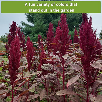 Sow Right Seeds - Amaranth Seed Collection for Planting - Non-GMO Heirloom Varieties to Grow an Outdoor Home Garden - Red & Green Garnet, Bronze, Love Lies Bleeding - Striking Cut Flowers